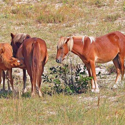 Unforgettable Outer Banks Gift Experiences: Discover Unique Outer Banks Gifts for Adventure Seekers