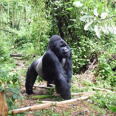 Unforgettable Gift Experiences in the Democratic Republic of Congo