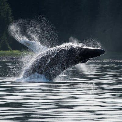 Unforgettable Gift Experiences in Hoonah for Adventure Enthusiasts