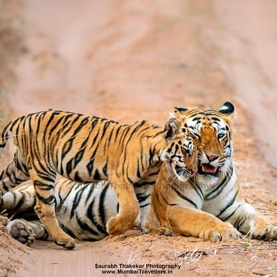 Unique Gift Experiences Nagpur: Unforgettable Wildlife Safaris and Natural Wonders