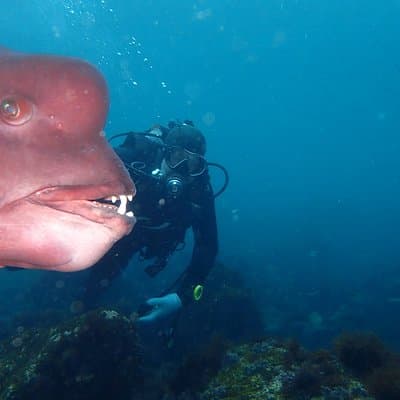 Unforgettable Dive and Snorkeling Experiences in Ito, Japan