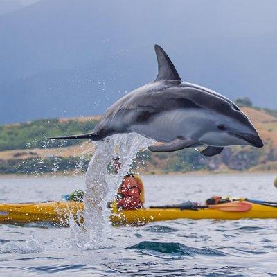 Unforgettable Kaikoura Gift Experiences: A Unique Guide for Adventurous Spirits