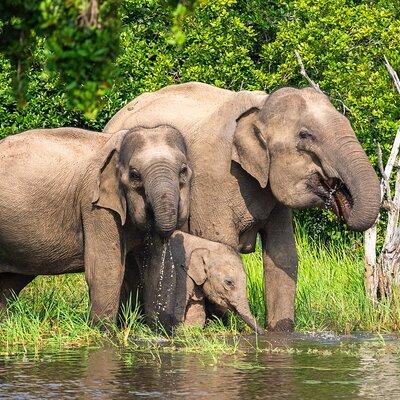 Discover the Best Gift Experiences in Wasgamuwa National Park, Sri Lanka