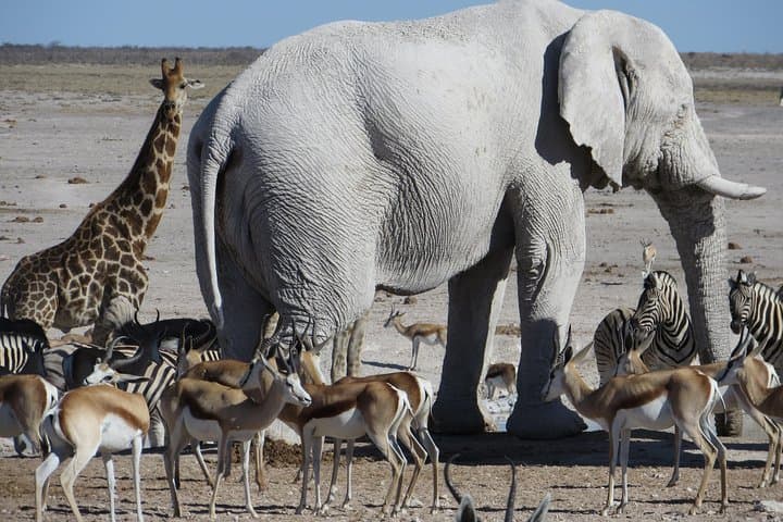 Uncover the Best Gift Experiences in Etosha National Park, Namibia for Adventure Enthusiasts